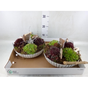 Arr.  Sempervivum L%