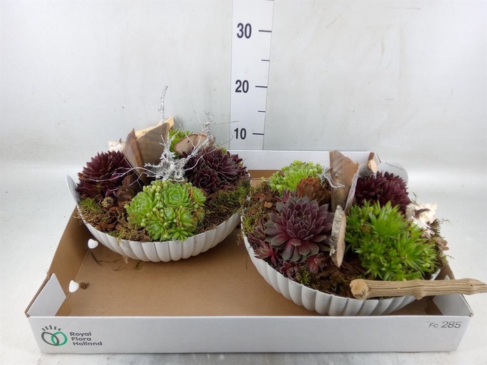 <h4>Arr.  Sempervivum L%</h4>