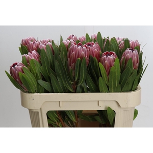 Protea Pink Ice