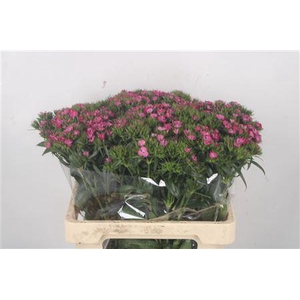 Di Barb Amazone Pink