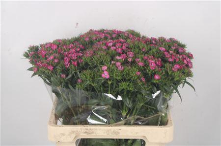 <h4>Di Barb Amazone Pink</h4>