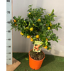 Citrus hystrix
