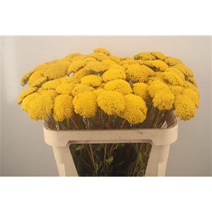 Achillea F Park Variety