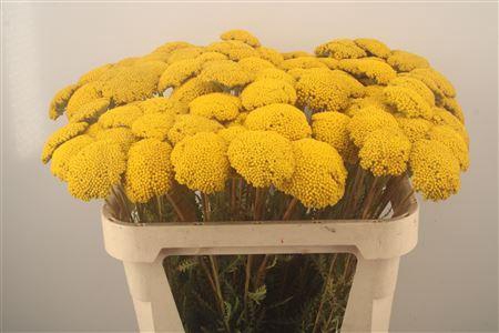 <h4>Achillea F Park Variety</h4>