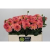 Dahlia Chanel