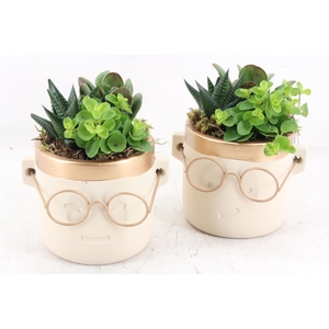 arr3 SN - Ker. pot gold bril M