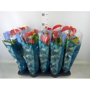 Anthurium andr. 'Karma Red'