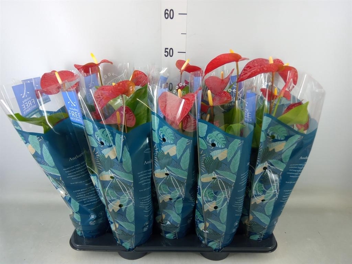 <h4>Anthurium andr. 'Karma Red'</h4>