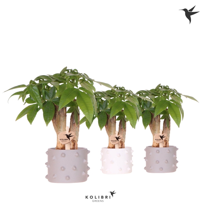 <h4>Kolibri Greens Pachira in Spike pot mix</h4>