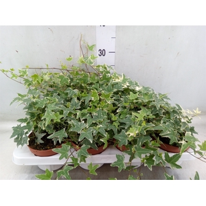 Hedera   ...variegated
