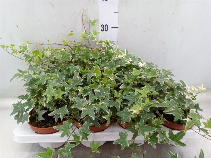 <h4>Hedera   ...variegated</h4>