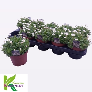 SAXIF AR IC PEARL WH