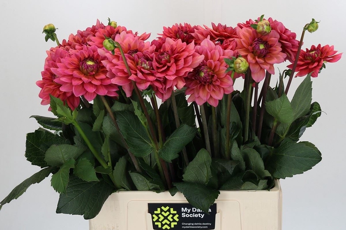 <h4>Dahlia DE 'Salmon Runner'</h4>