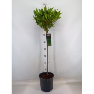 Laurus nobilis