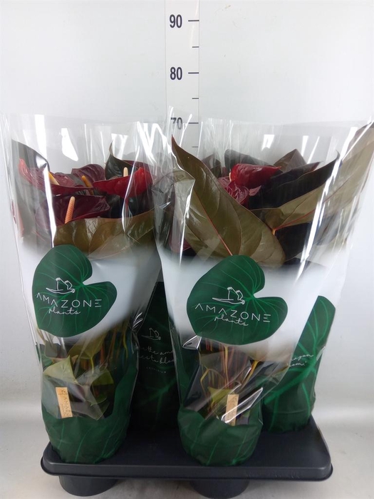 <h4>Anthurium andr. 'Delicata'</h4>