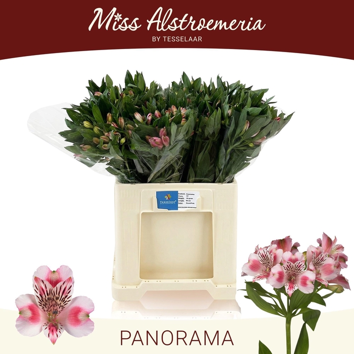 <h4>ALSTR PANORAMA</h4>