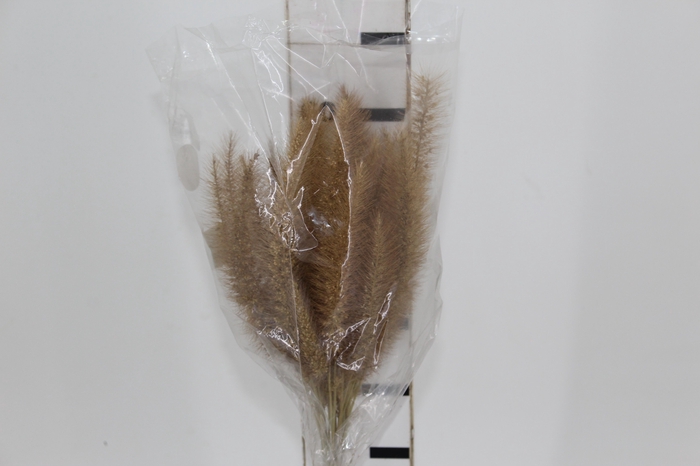 <h4>CAPIM RABO DE ESQUILO NATURAL</h4>