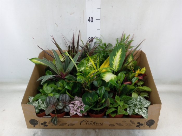 <h4>Planten Groen   ...mix 24</h4>
