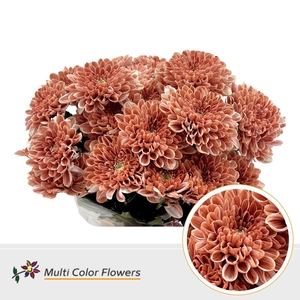 Chr. Tr 'Altaj' DYED Terracotta Dream