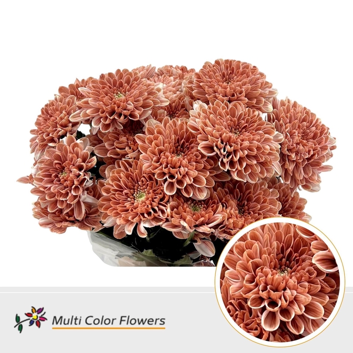 <h4>Chr. Tr 'Altaj' DYED Terracotta Dream</h4>