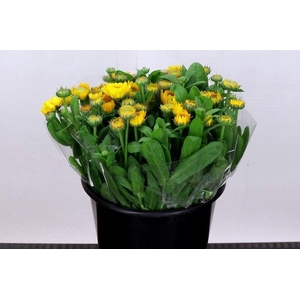 Calendula Yellow