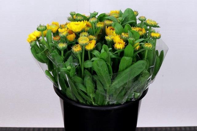<h4>Calendula Yellow</h4>
