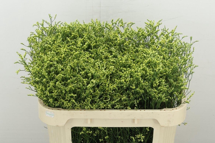 <h4>Lim Sin China Yellow</h4>