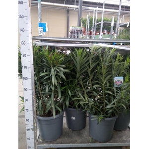 Nerium oleander 'Corazon'   ...mix