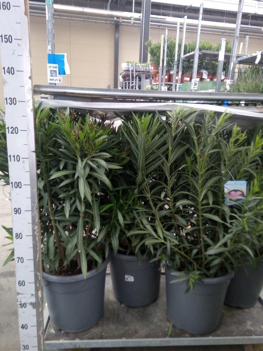<h4>Nerium oleander 'Corazon'   ...mix</h4>