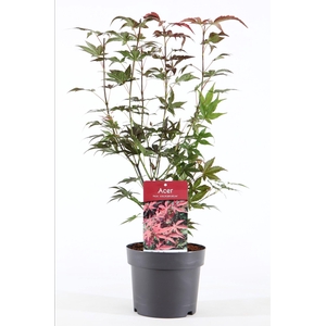 Acer palm. 'Atropurpureum' P19/C3