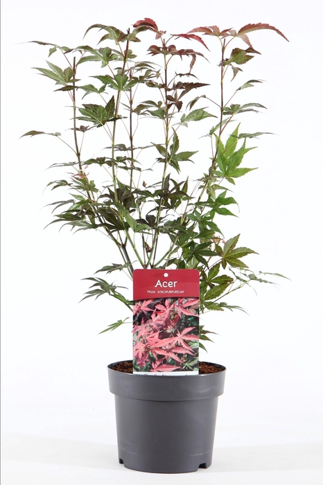<h4>Acer palm. 'Atropurpureum' P19/C3</h4>