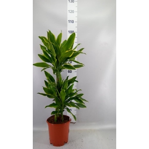 Dracaena frag. 'Golden Coast'