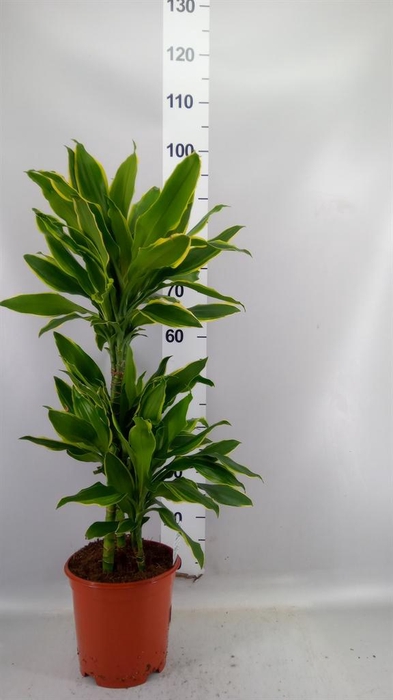 <h4>Dracaena frag. 'Golden Coast'</h4>