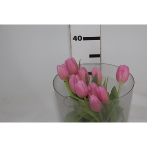TULIPA ROSA COM BULBOS
