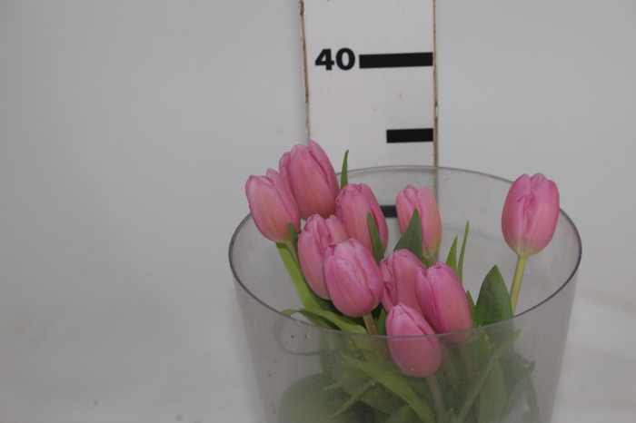 <h4>TULIPA ROSA COM BULBOS</h4>