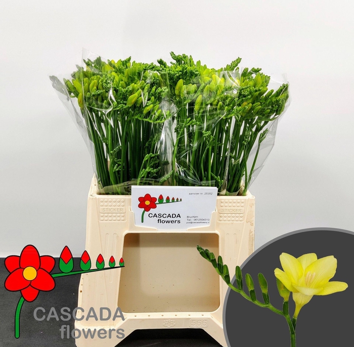 <h4>Freesia enk Sunny Beach</h4>