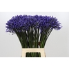 Agapanthus Dr Brouwer