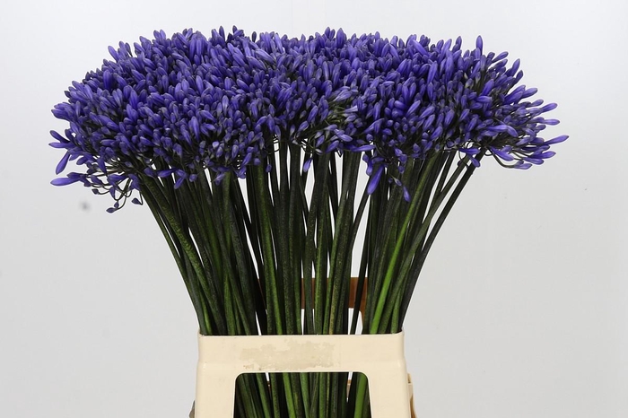 <h4>Agapanthus Dr Brouwer</h4>
