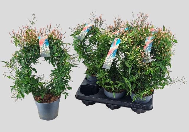 <h4>JASM POLYANTHUM WIT</h4>