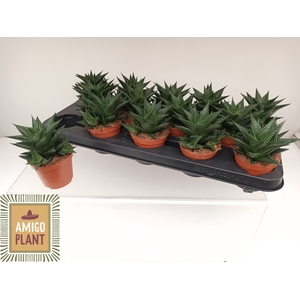 HAWO LIMIFOLIA