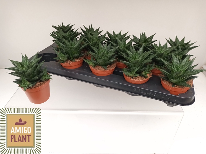 <h4>HAWO LIMIFOLIA</h4>