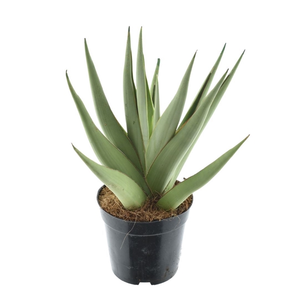 <h4>Sansevieria Silver Syreni</h4>