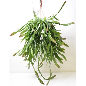 Rhipsalis   ...