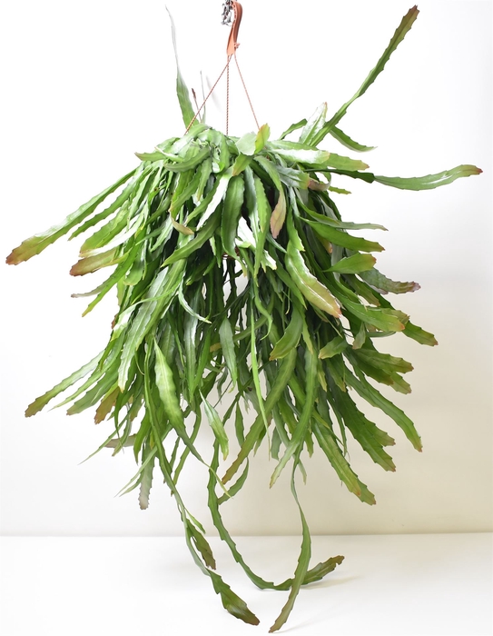 <h4>Rhipsalis   ...</h4>