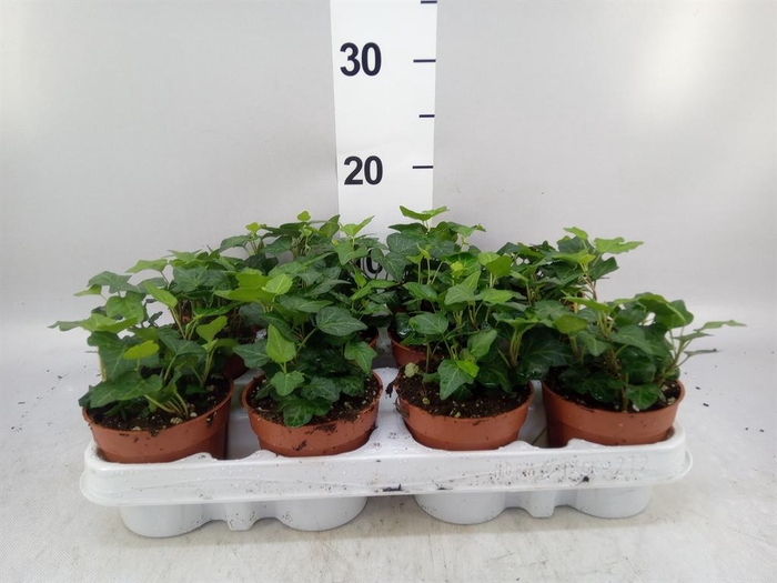 <h4>Hedera helix 'Wonder'</h4>