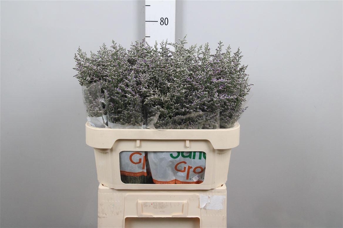 <h4>Lim Misty Blue</h4>