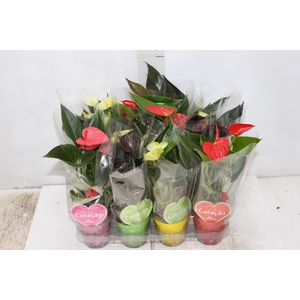ANTHURIUM VARIADO P09