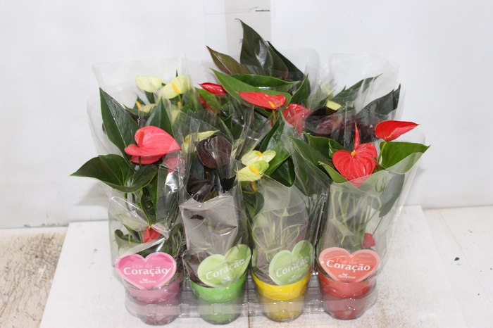 <h4>ANTHURIUM VARIADO P09</h4>
