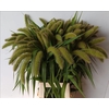 Setaria Italica Volle Melk