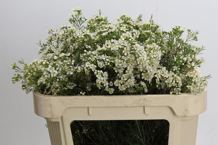 <h4>Chamelaucium Arbel</h4>